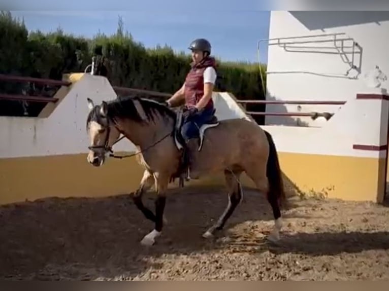 PRE Mix Gelding 6 years 15,2 hh Buckskin in Valencia