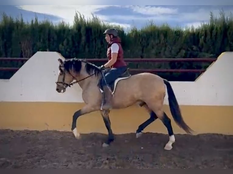 PRE Mix Gelding 6 years 15,2 hh Buckskin in Valencia