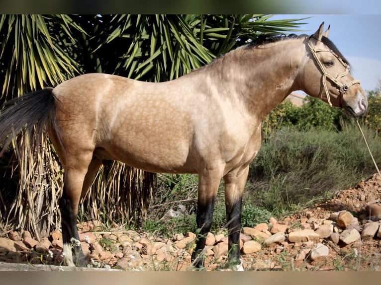 PRE Mix Gelding 6 years 15,2 hh Buckskin in Valencia