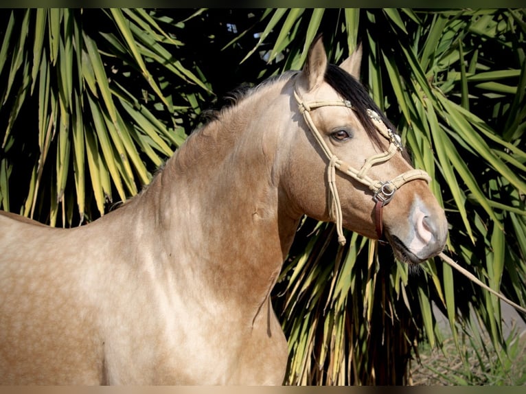 PRE Mix Gelding 6 years 15,2 hh Buckskin in Valencia