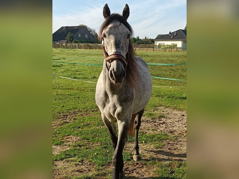 PRE Mix Gelding 6 years 15,2 hh Can be white in Pulheim