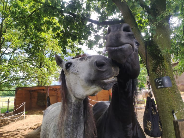 PRE Mix Gelding 6 years 15,2 hh Can be white in Pulheim