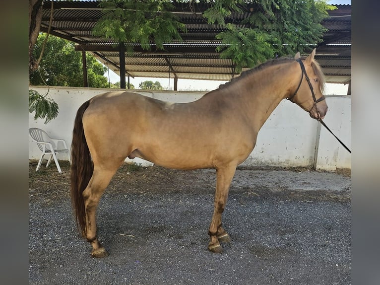 PRE Mix Gelding 6 years 15.2 hh Champagne in Hilgertshausen-Tandern
