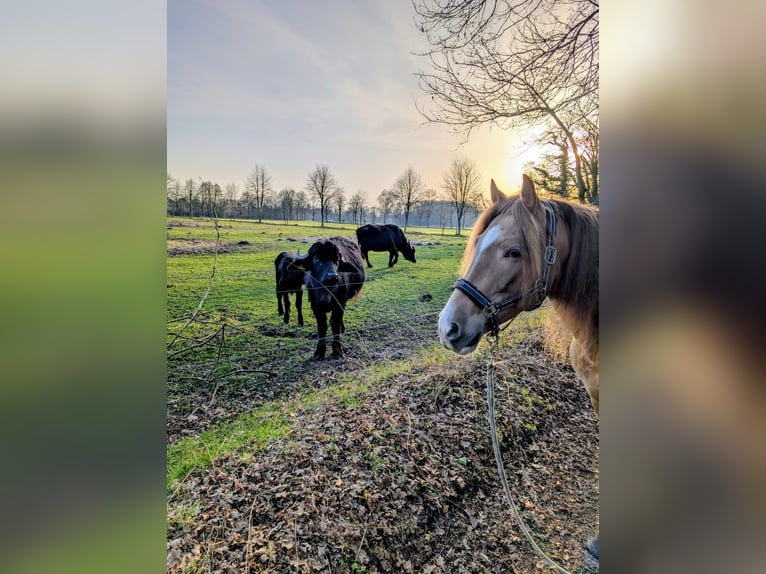 PRE Mix Gelding 6 years 15.2 hh Champagne in Verl