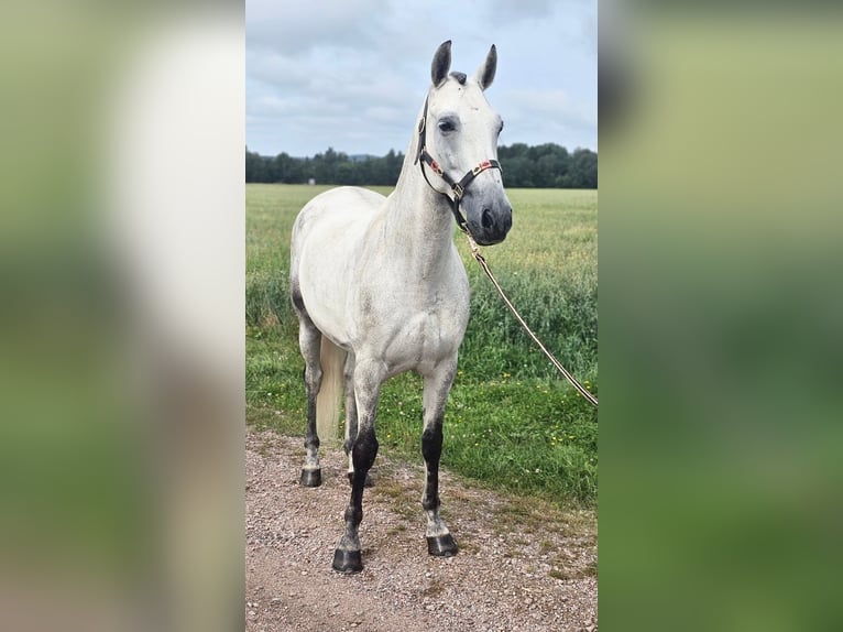 PRE Gelding 6 years 15,2 hh Gray in Avesta