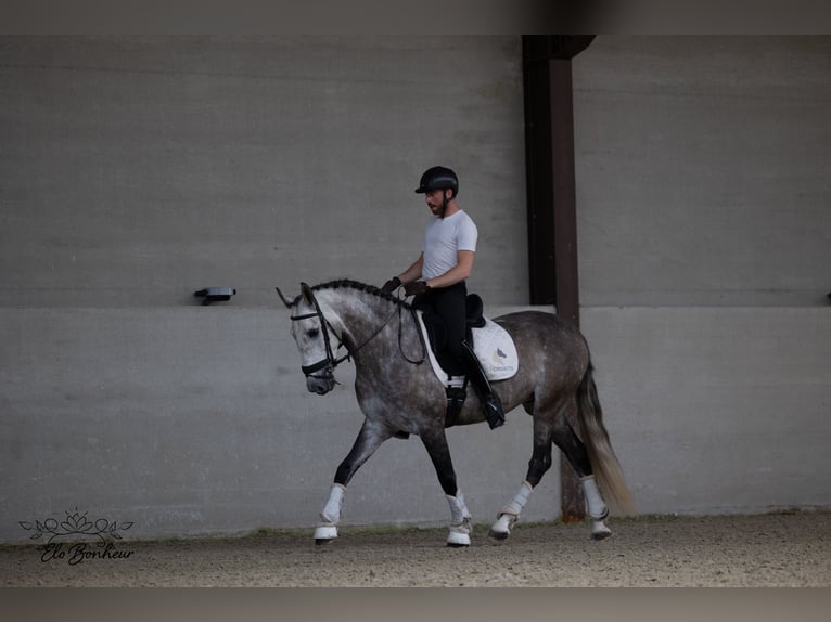 PRE Gelding 6 years 15,2 hh Gray in Courrière