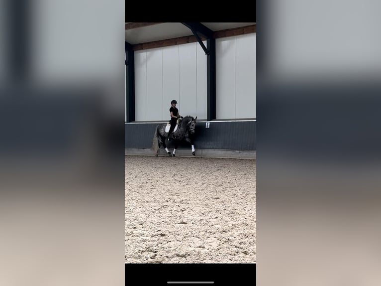 PRE Gelding 6 years 15,2 hh Gray in Ammerzoden