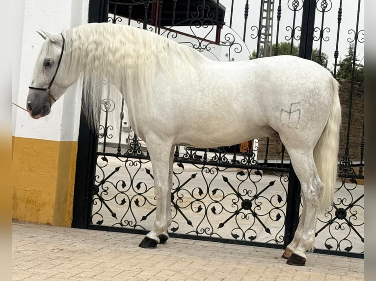 PRE Gelding 6 years 15.2 hh Grey-Dapple in Betera
