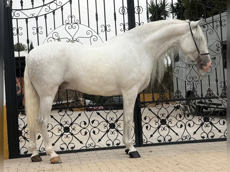 PRE Gelding 6 years 15.2 hh Grey-Dapple in Betera