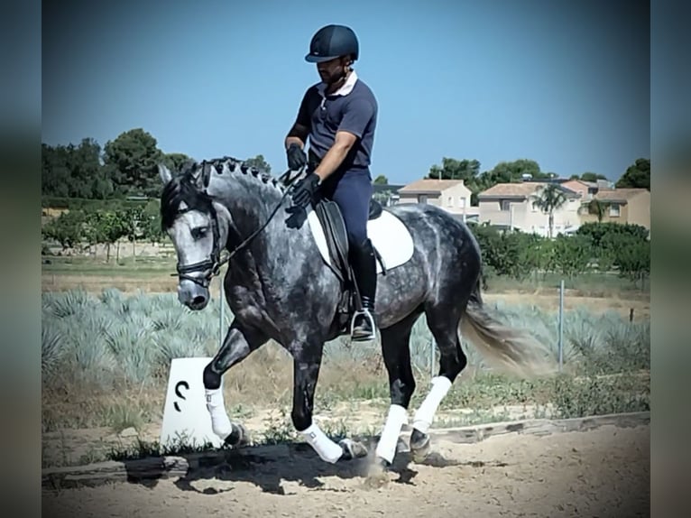 PRE Mix Gelding 6 years 15.2 hh Grey-Dapple in Schwarme