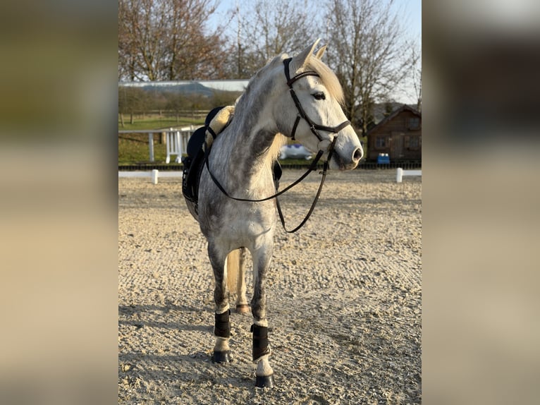 PRE Gelding 6 years 15.2 hh Grey-Dapple in Elbtal