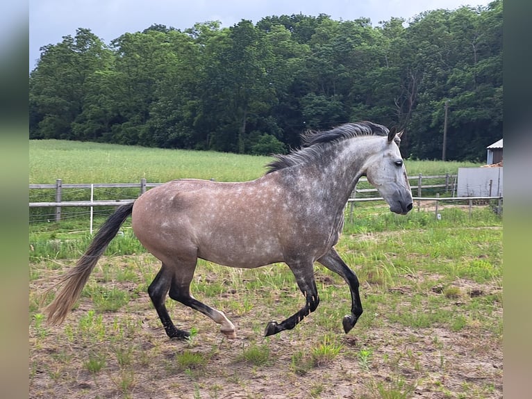 PRE Gelding 6 years 15.2 hh Grey in Holsbeek