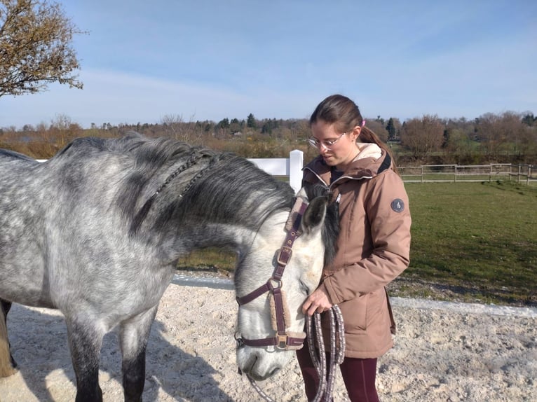 PRE Mix Gelding 6 years 15.2 hh Grey in Rutesheim