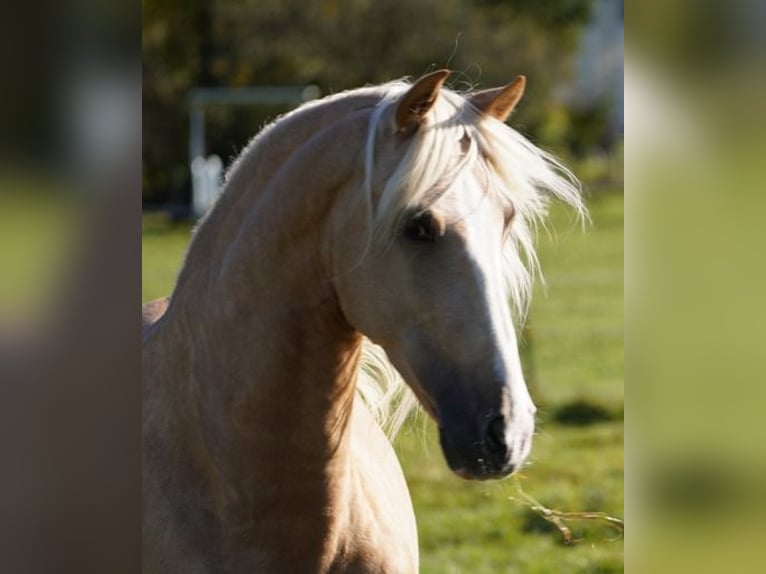 PRE Gelding 6 years 15,2 hh Palomino in Krumbach