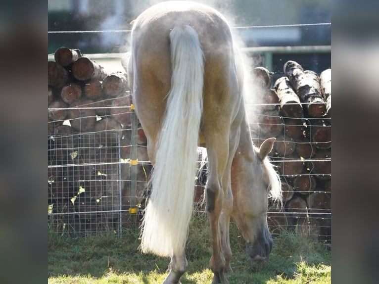 PRE Gelding 6 years 15,2 hh Palomino in Krumbach