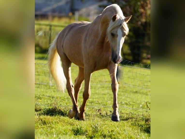 PRE Gelding 6 years 15,2 hh Palomino in Krumbach