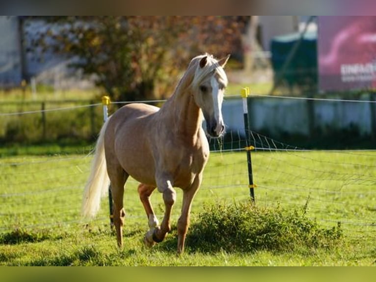 PRE Gelding 6 years 15,2 hh Palomino in Krumbach