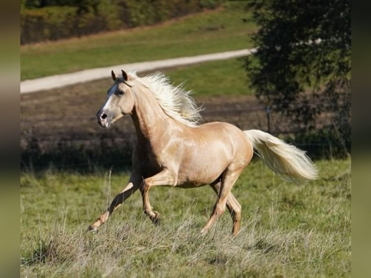 PRE Gelding 6 years 15,2 hh Palomino in Krumbach