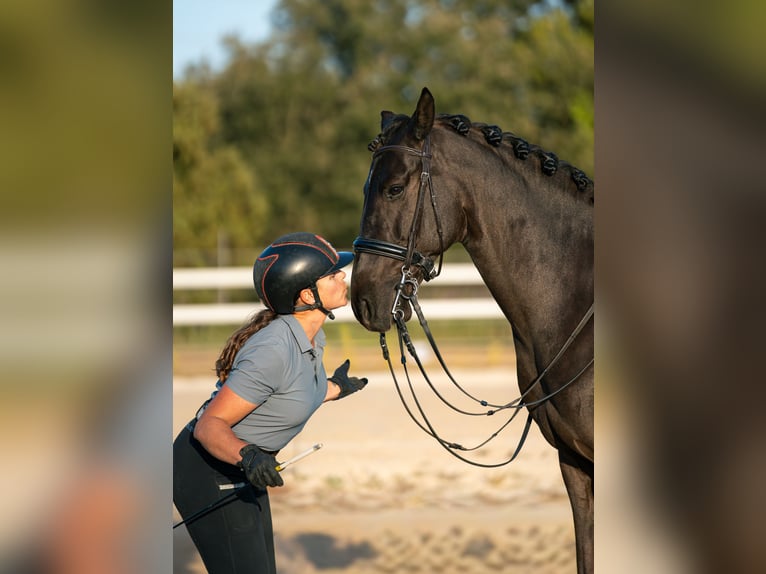 PRE Gelding 6 years 15.3 hh Black in Barcelona