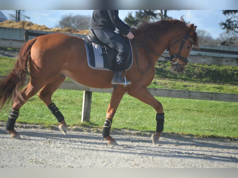 PRE Mix Gelding 6 years 15,3 hh Chestnut-Red in Breda