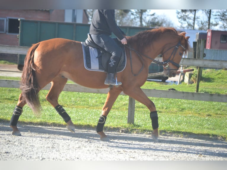 PRE Mix Gelding 6 years 15,3 hh Chestnut-Red in Breda