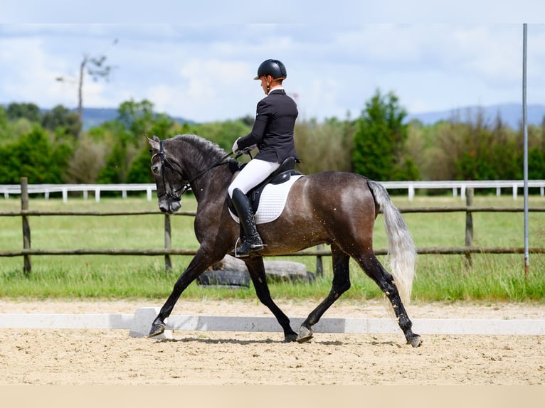 PRE Gelding 6 years 15.3 hh Grey in Xinzo De Limia