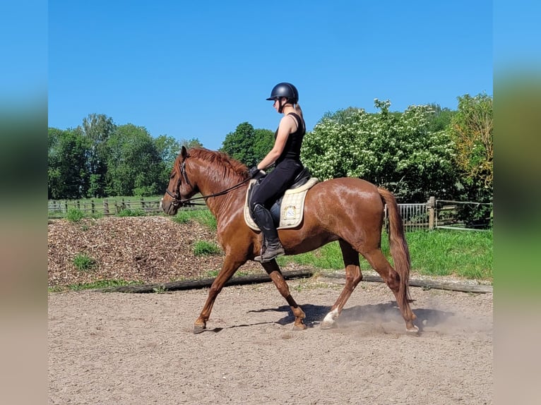 PRE Mix Gelding 6 years 15 hh Chestnut-Red in Karlshuld