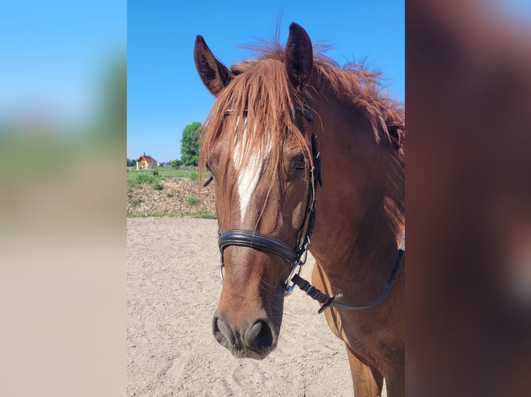 PRE Mix Gelding 6 years 15 hh Chestnut-Red in Karlshuld
