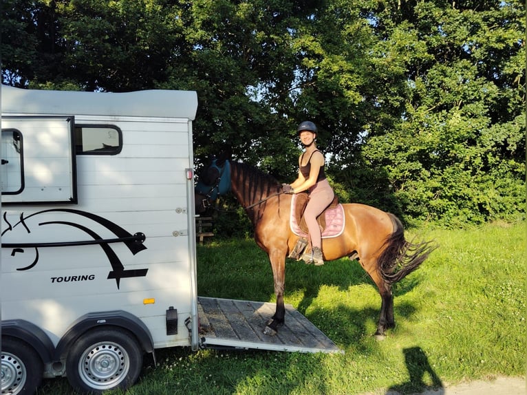 PRE Mix Gelding 6 years 15 hh Dun in Malsch