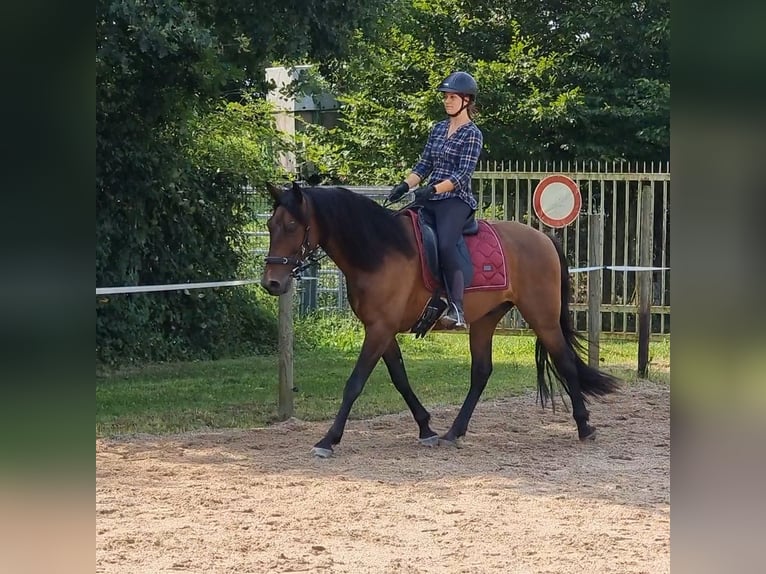 PRE Mix Gelding 6 years 15 hh Dun in Malsch