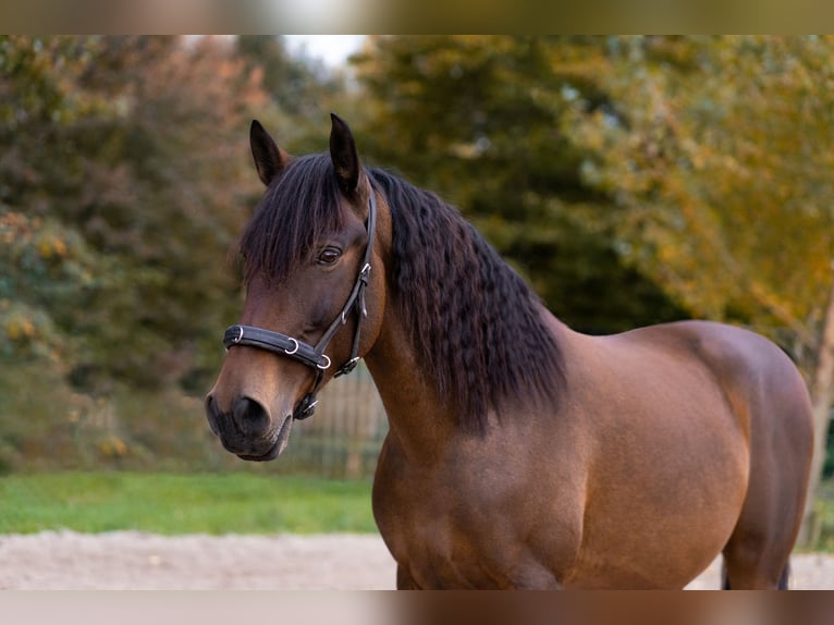 PRE Mix Gelding 6 years 15 hh Dun in Malsch