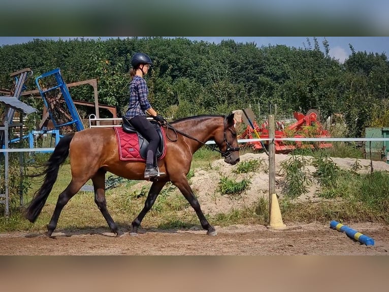 PRE Mix Gelding 6 years 15 hh Dun in Malsch