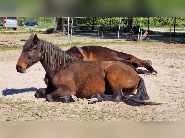 PRE Mix Gelding 6 years 15 hh Dun in Malsch