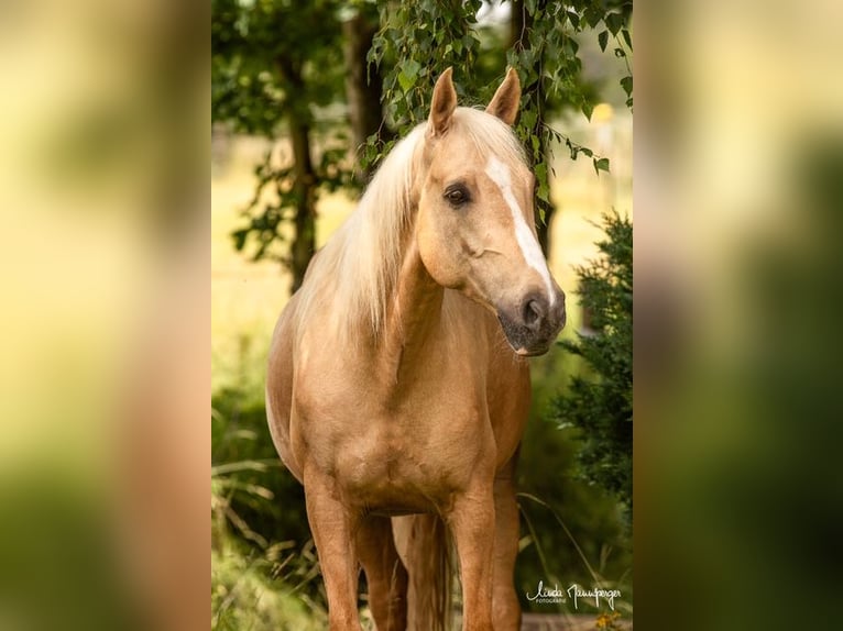 PRE Mix Gelding 6 years 15 hh Palomino in Feuchtwangen