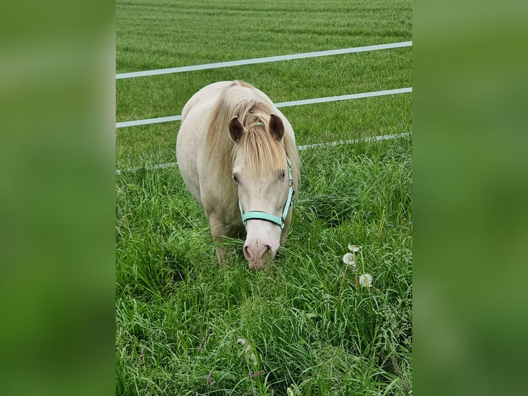 PRE Mix Gelding 6 years 15 hh Perlino in Frauenfeld