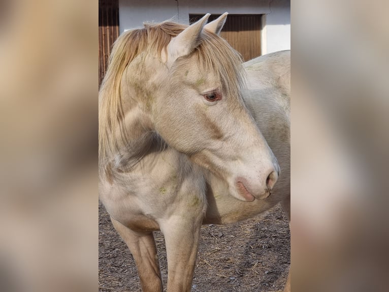 PRE Mix Gelding 6 years 15 hh Perlino in Frauenfeld