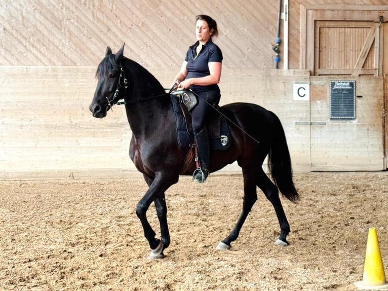 PRE Gelding 6 years 15,1 hh Black in Affoltern am Albis