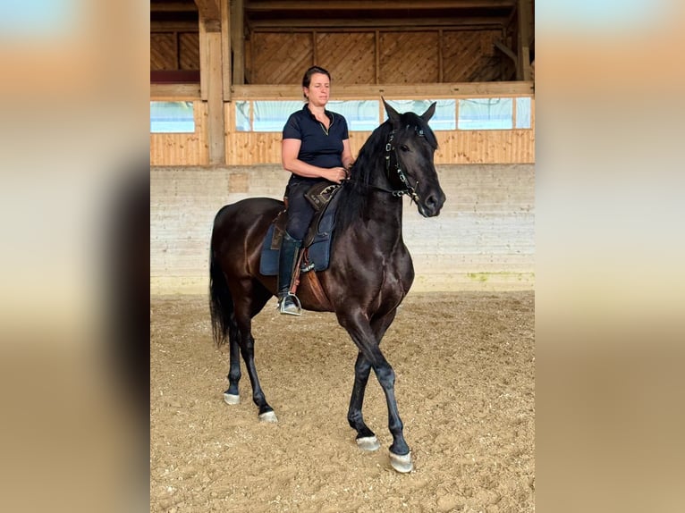 PRE Gelding 6 years 15,1 hh Black in Affoltern am Albis
