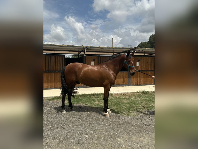 PRE Gelding 6 years 15,1 hh Brown in Tur&#xED;s