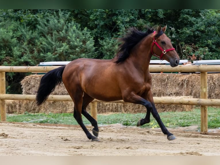 PRE Gelding 6 years 15,2 hh Bay in Rennes