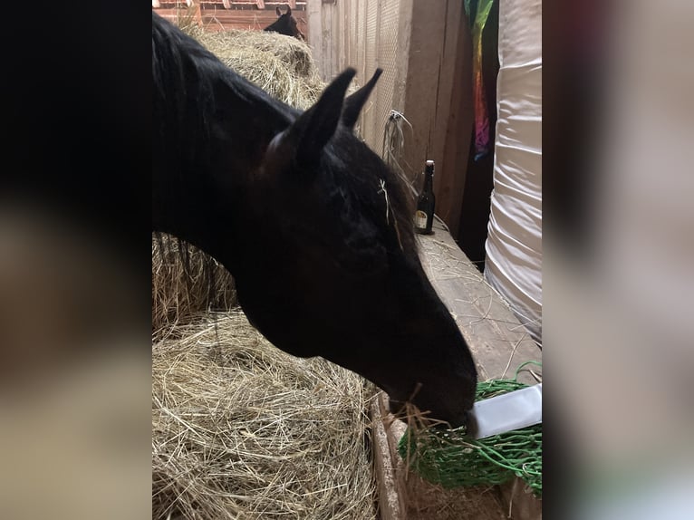 PRE Gelding 6 years 15,2 hh Black in Agasul