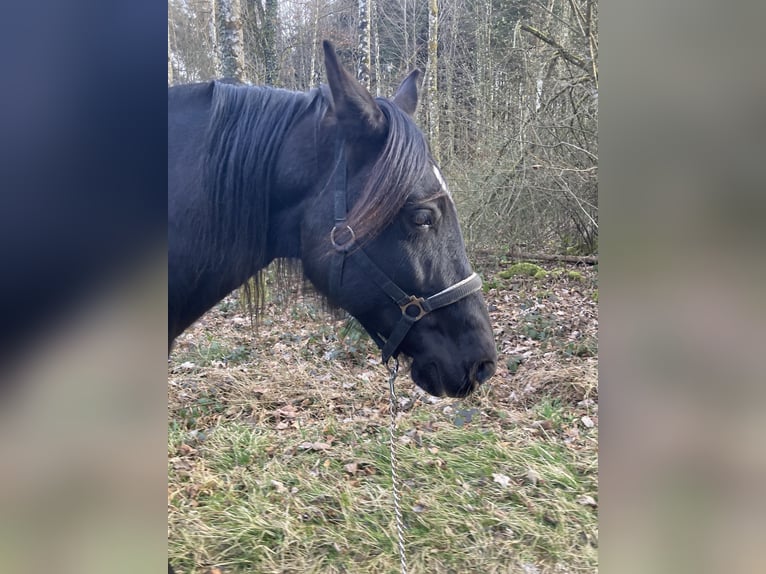 PRE Gelding 6 years 15,2 hh Black in Agasul