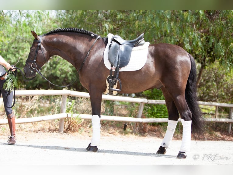 PRE Mix Gelding 6 years 15,2 hh Black in La Vega