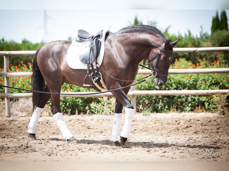 PRE Mix Gelding 6 years 15,2 hh Black in La Vega