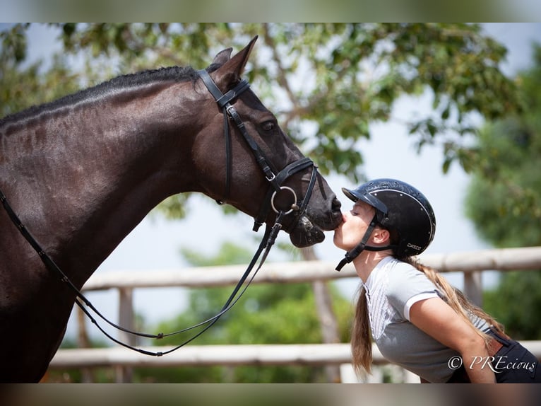 PRE Mix Gelding 6 years 15,2 hh Black in La Vega