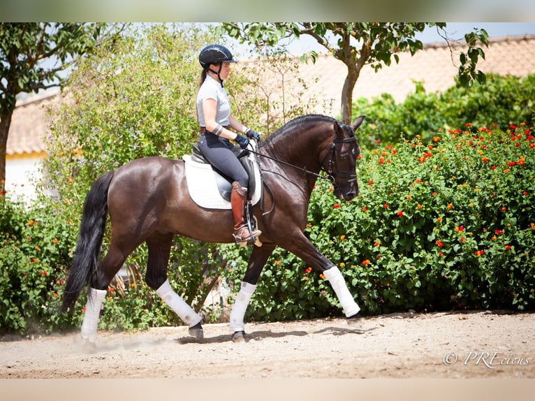 PRE Mix Gelding 6 years 15,2 hh Black in La Vega