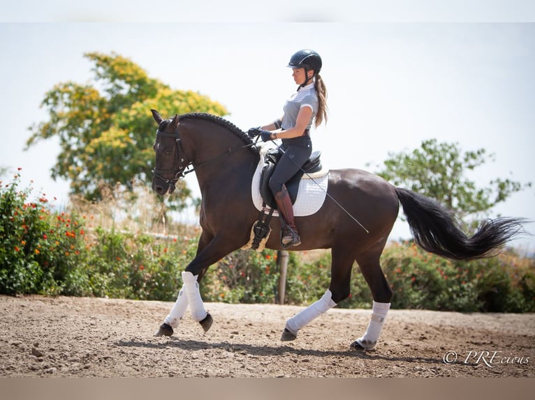 PRE Mix Gelding 6 years 15,2 hh Black in La Vega