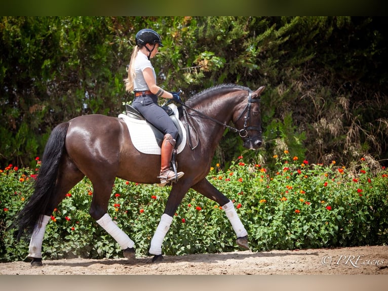 PRE Mix Gelding 6 years 15,2 hh Black in La Vega