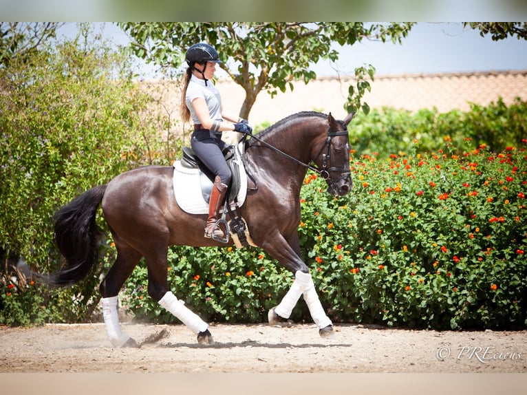 PRE Mix Gelding 6 years 15,2 hh Black in La Vega