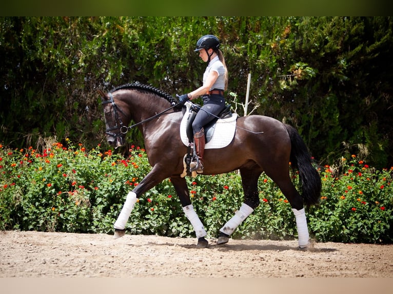 PRE Mix Gelding 6 years 15,2 hh Black in La Vega
